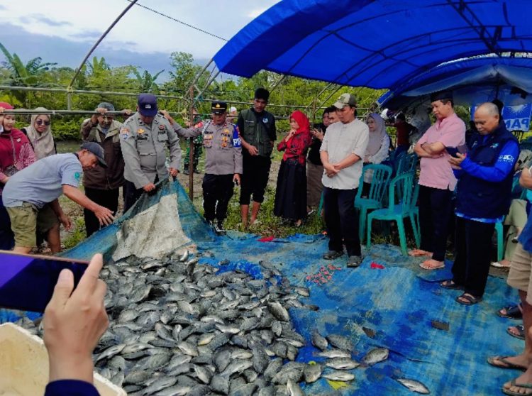 BUMDes Jaya Mandiri Tenrigangkae Gelar Panen Raya Ikan Nila, Dorong Ekonomi Desa