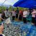 BUMDes Jaya Mandiri Tenrigangkae Gelar Panen Raya Ikan Nila, Dorong Ekonomi Desa