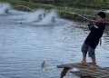 Kolam Pemancingan Hamzah Jadi Magnet Wisata Hobi Baru di Tanralili