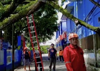 Pohon Tumbang di Sekitar RSUD dr. La Palaloi, BPBD Maros Lakukan Evakuasi Cepat