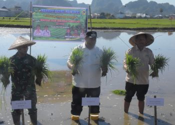 Bupati Maros Pimpin Tanam Padi Serentak MT 200 di Bontoa