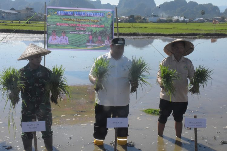 Bupati Maros Pimpin Tanam Padi Serentak MT 200 di Bontoa