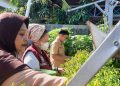 Wujudkan Ketahanan Pangan, Lurah Kapasa Raya Bersama Warga Panen Cabai dan Terung di Kebun Urban Farming Aglonema