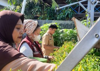 Wujudkan Ketahanan Pangan, Lurah Kapasa Raya Bersama Warga Panen Cabai dan Terung di Kebun Urban Farming Aglonema
