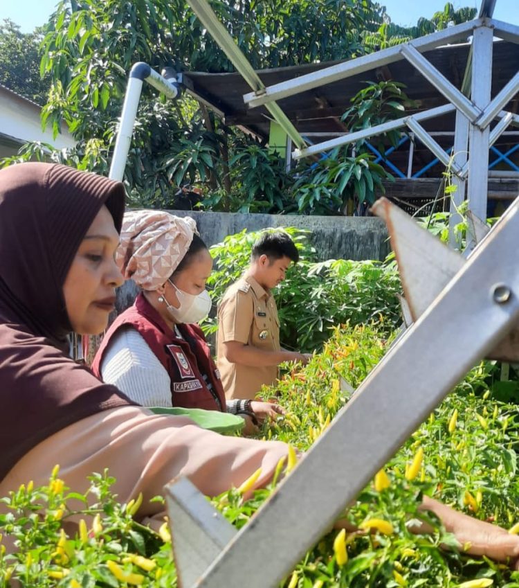 Wujudkan Ketahanan Pangan, Lurah Kapasa Raya Bersama Warga Panen Cabai dan Terung di Kebun Urban Farming Aglonema