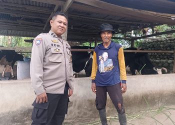Sapa Peternak Sapi Perah, Bhabinkamtibmas Polsek Cendana Dukung Geliat Kuliner Dangke di Enrekang
