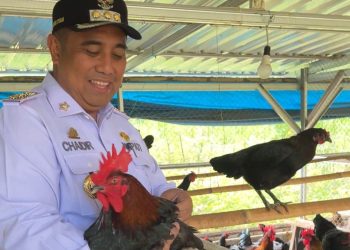 Dorong Ketahanan Pangan, Pemkab Maros Bersama Fapet Unhas Kembangkan Budidaya Ayam Alope di Tompobulu