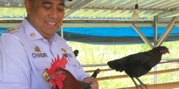 Dorong Ketahanan Pangan, Pemkab Maros Bersama Fapet Unhas Kembangkan Budidaya Ayam Alope di Tompobulu