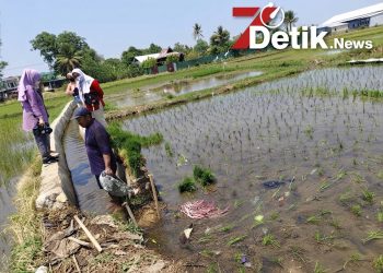 Dinas Pertanian dan Ketahanan Pangan Kab. Maros Gencarkan Monitoring Oplah Non Rawa, Pacu Indeks Pertanaman Demi Swasembada Pangan Nasional