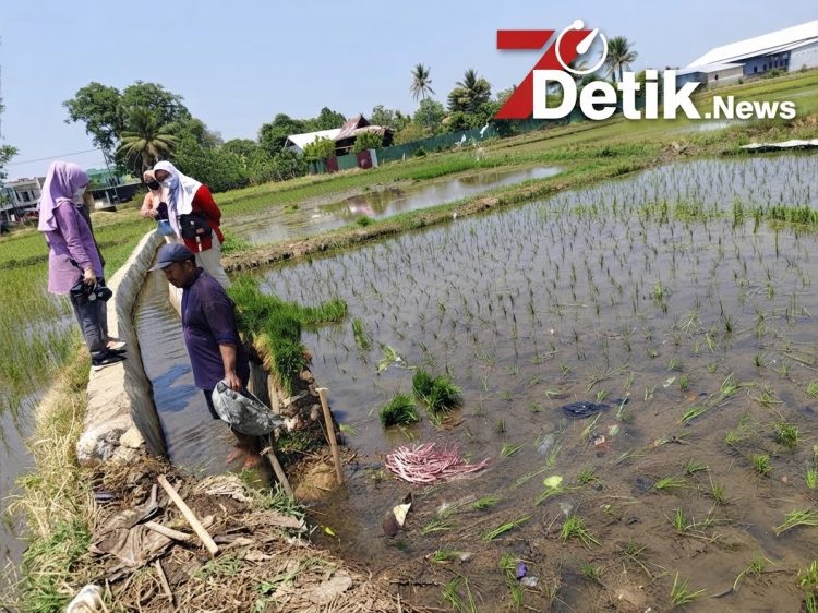 Dinas Pertanian dan Ketahanan Pangan Kab. Maros Gencarkan Monitoring Oplah Non Rawa, Pacu Indeks Pertanaman Demi Swasembada Pangan Nasional