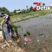 Dinas Pertanian dan Ketahanan Pangan Kab. Maros Gencarkan Monitoring Oplah Non Rawa, Pacu Indeks Pertanaman Demi Swasembada Pangan Nasional